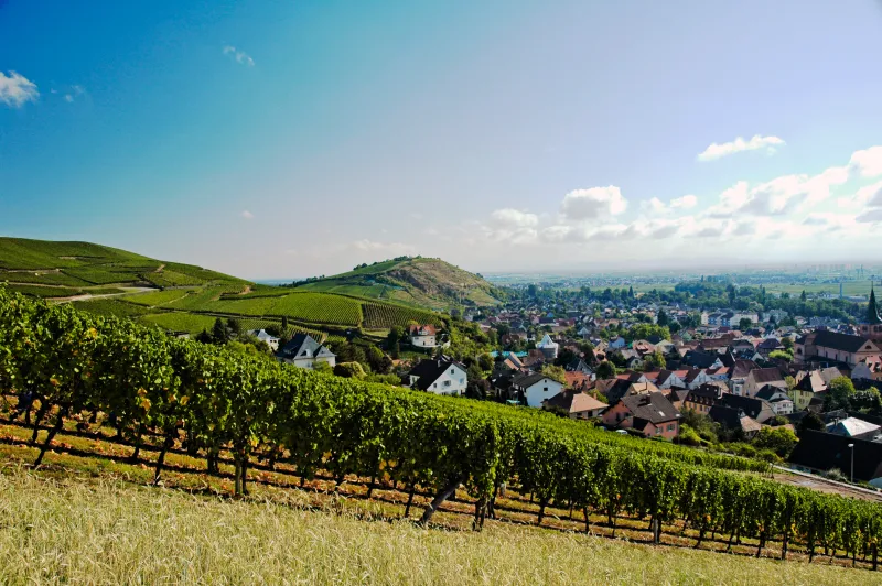 Vignoble de la Cave de Turckheim, en Alsace
